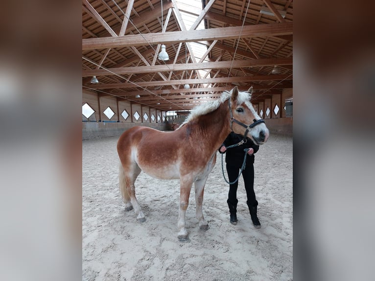 Haflinger Gelding 17 years 14,1 hh in Unterletzen