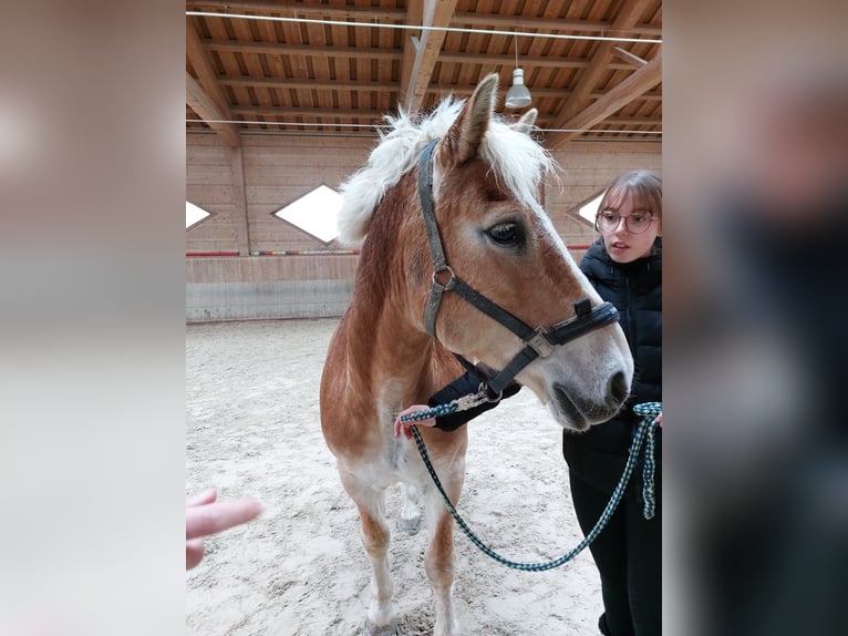 Haflinger Gelding 17 years 14,1 hh in Unterletzen