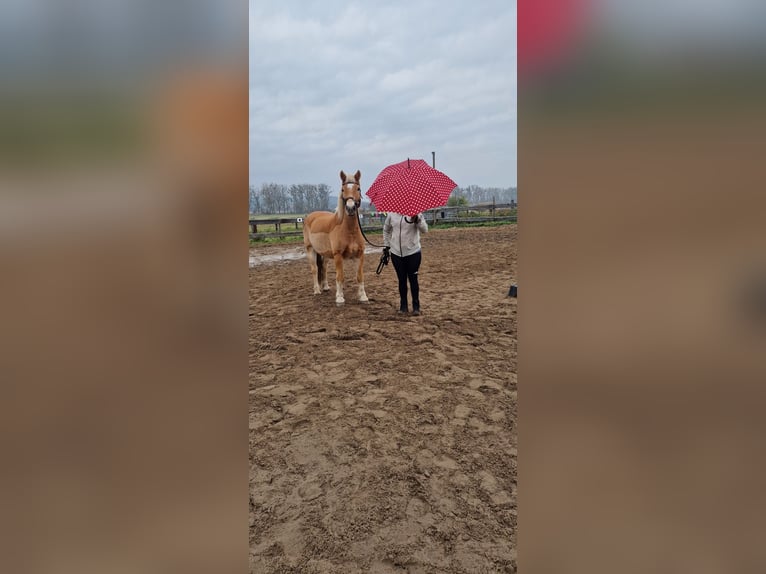 Haflinger Gelding 17 years 14.2 hh Chestnut-Red in Großziethen