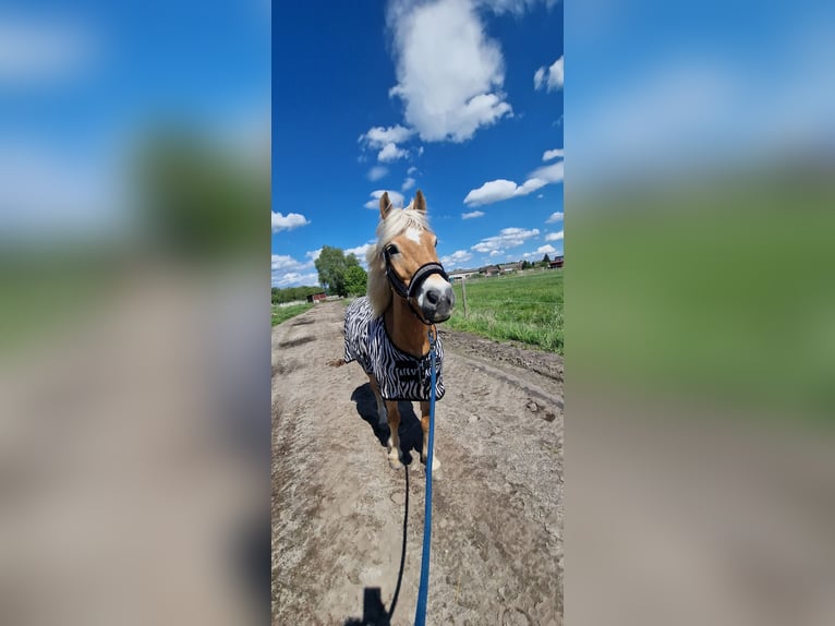 Haflinger Gelding 17 years 14,2 hh Chestnut-Red in Großziethen
