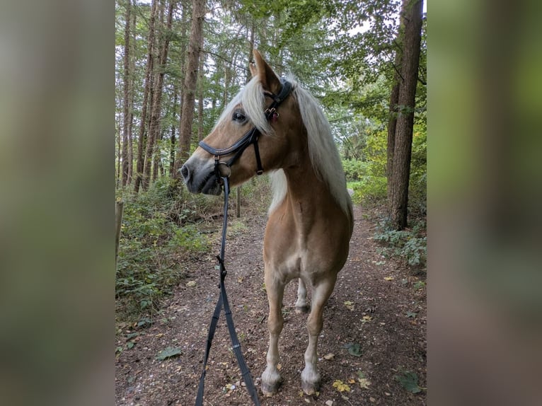 Haflinger Gelding 17 years 15 hh Chestnut-Red in Nordholz