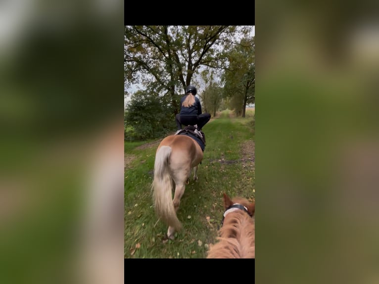 Haflinger Gelding 17 years 15 hh  in Friedeburg