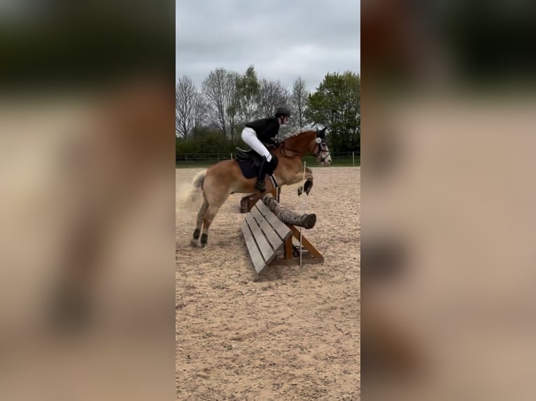 Haflinger Gelding 17 years 15 hh  in Friedeburg