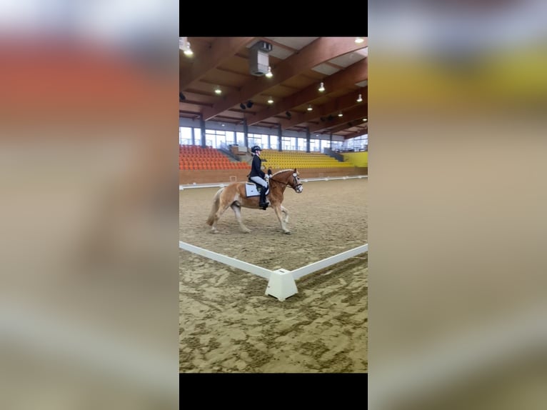 Haflinger Gelding 17 years 15 hh  in Friedeburg