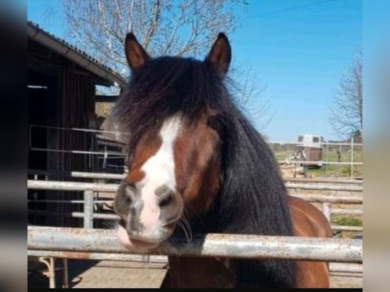 Haflinger Mix Gelding 18 years 12,1 hh Brown in H&#xF6;xter