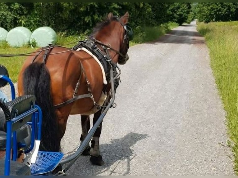 Haflinger Mix Gelding 18 years 12,1 hh Brown in H&#xF6;xter