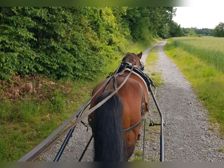 Haflinger Mix Gelding 18 years 12,1 hh Brown in H&#xF6;xter