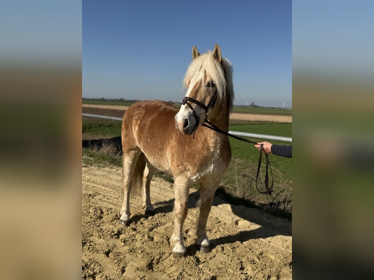 Haflinger Gelding 18 years 13.2 hh Palomino in Geilenkirchen