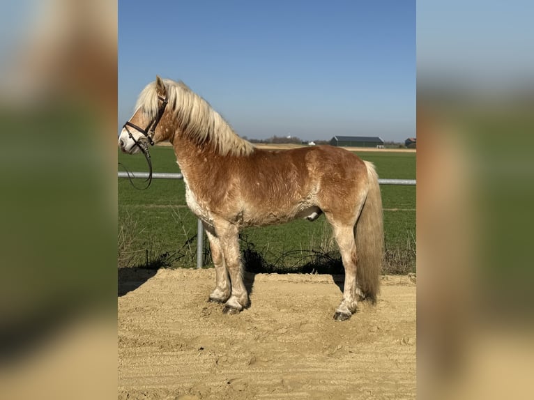 Haflinger Gelding 18 years 13,2 hh Palomino in Geilenkirchen