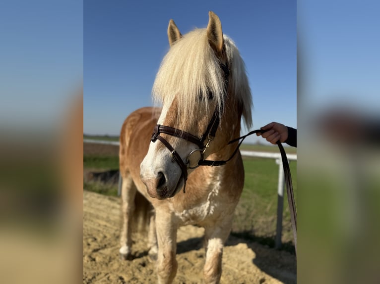 Haflinger Gelding 18 years 13,2 hh Palomino in Geilenkirchen