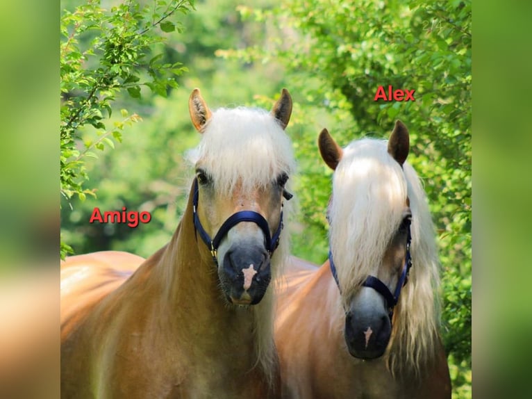 Haflinger Gelding 18 years 14.2 hh  in Ober-Hilbersheim