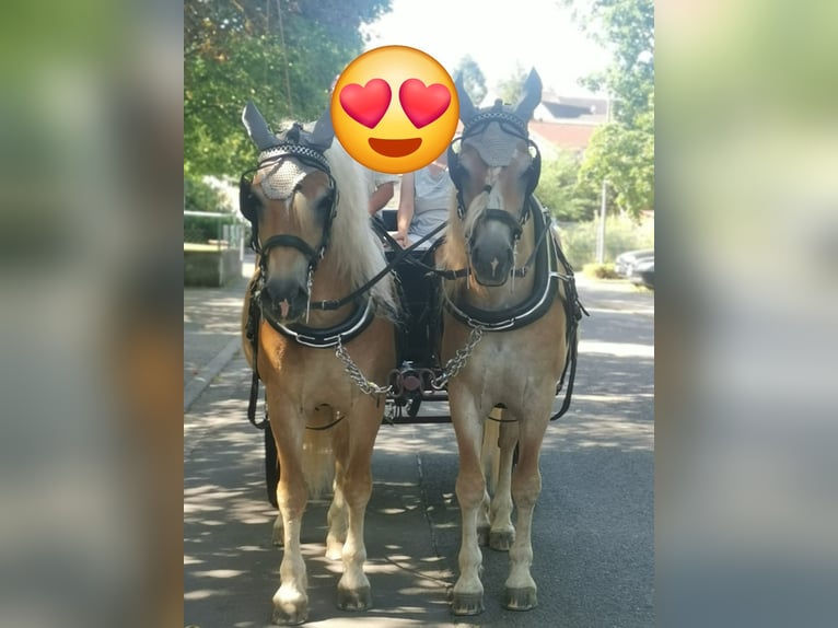 Haflinger Gelding 18 years 14.2 hh  in Ober-Hilbersheim
