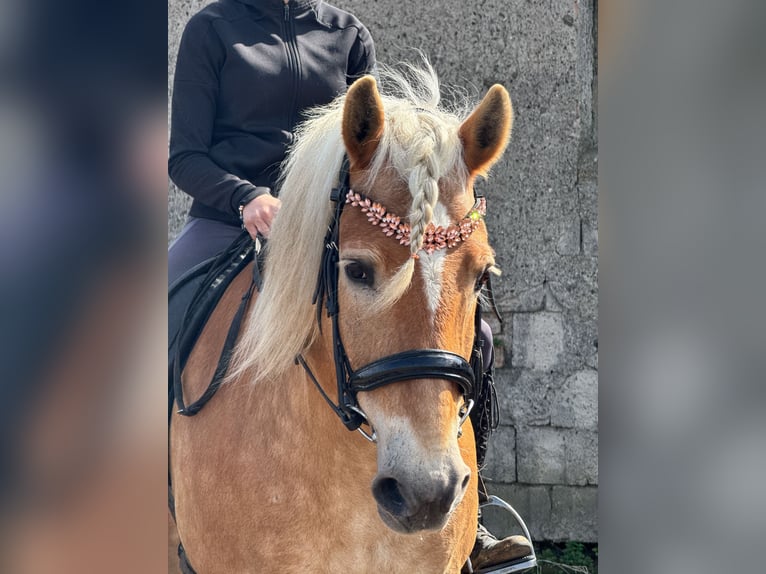 Haflinger Gelding 18 years 14.2 hh Chestnut-Red in Königslutter am Elm