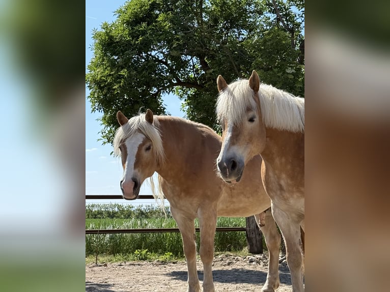 Haflinger Gelding 18 years 14.2 hh  in Hollabrunn