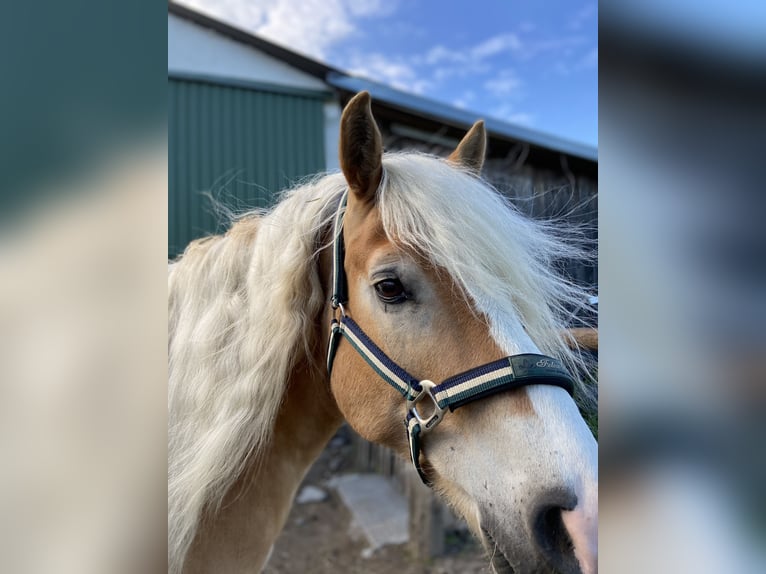 Haflinger Gelding 18 years 14.2 hh  in Hollabrunn
