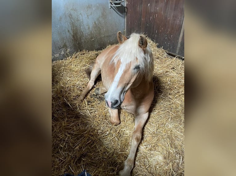 Haflinger Gelding 18 years 14 hh Chestnut-Red in Mielkendorf