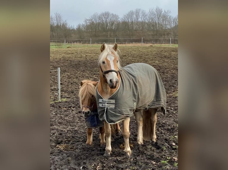 Haflinger Gelding 18 years 14 hh Chestnut-Red in Mielkendorf