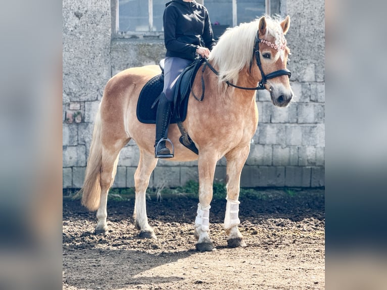 Haflinger Gelding 18 years 14,2 hh Chestnut-Red in Königslutter am Elm