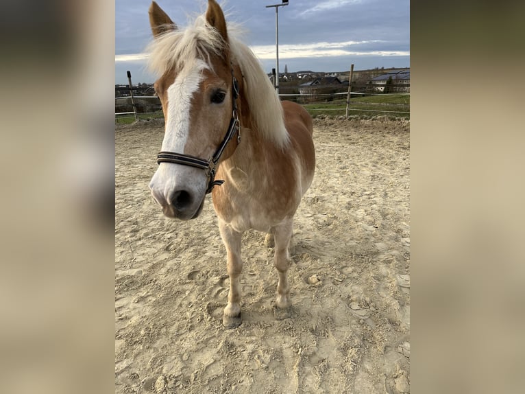 Haflinger Gelding 18 years 15 hh Brown-Light in Grafschaft