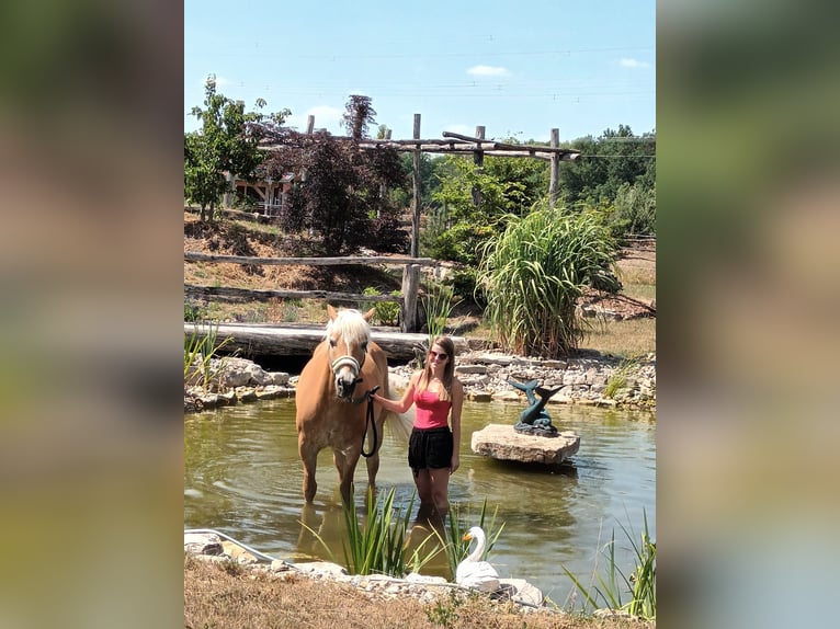 Haflinger Gelding 19 years 14,1 hh in Zwischen Possenheim und Enzlar