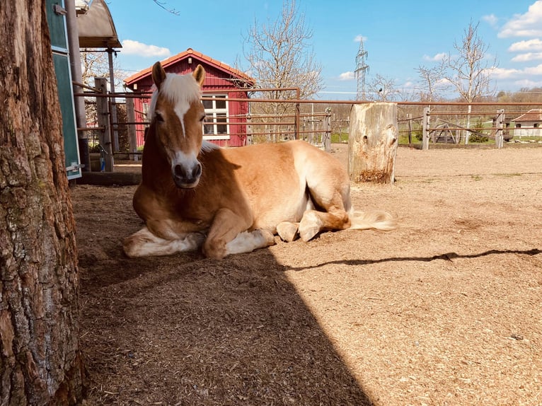 Haflinger Gelding 19 years 14,1 hh in Zwischen Possenheim und Enzlar