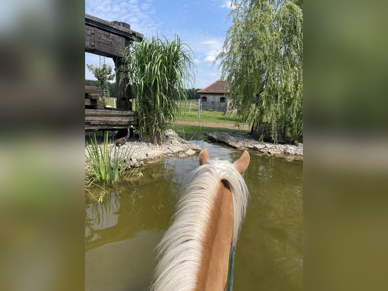 Haflinger Gelding 19 years 14,1 hh in Zwischen Possenheim und Enzlar