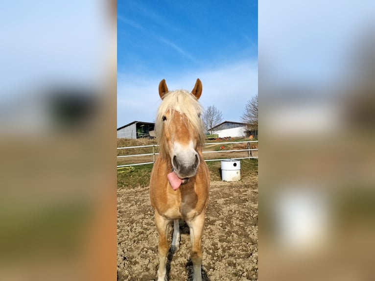 Haflinger Gelding 19 years 15.2 hh Chestnut-Red in Merenberg