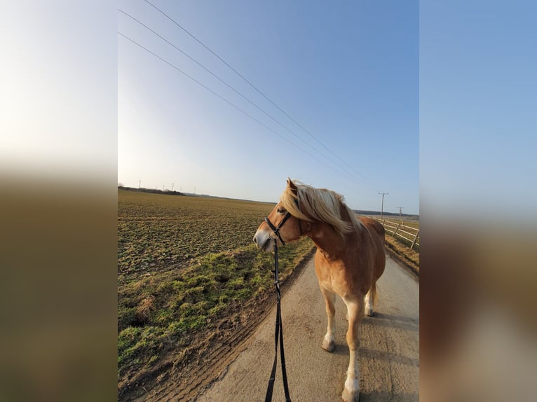 Haflinger Gelding 19 years 15.2 hh Chestnut-Red in Merenberg