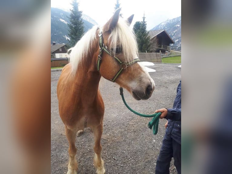 Haflinger Gelding 19 years 15,1 hh Chestnut-Red in Obertilliach