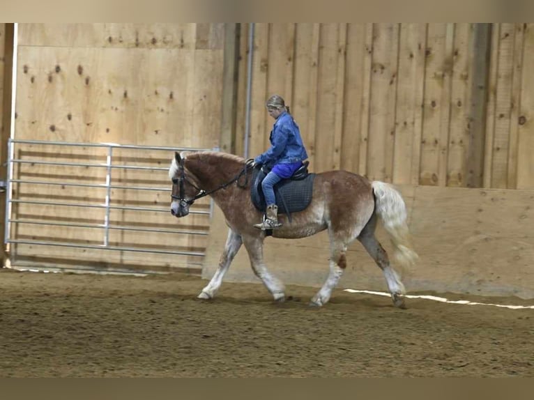 Haflinger Gelding 19 years Sorrel in Millersburg OH