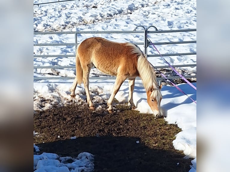 Haflinger Gelding 1 year 14.1 hh Chestnut-Red in Dellach