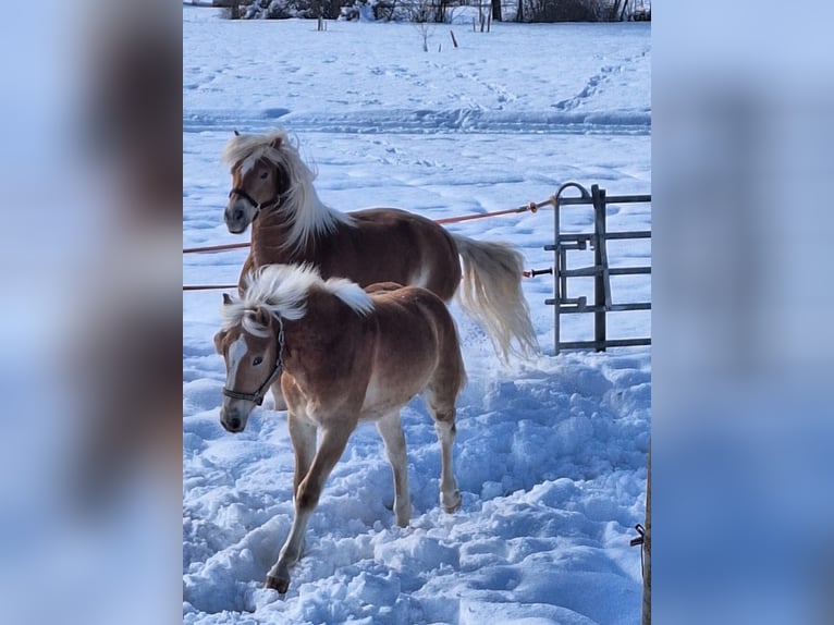 Haflinger Gelding 1 year 14.1 hh Chestnut-Red in Dellach