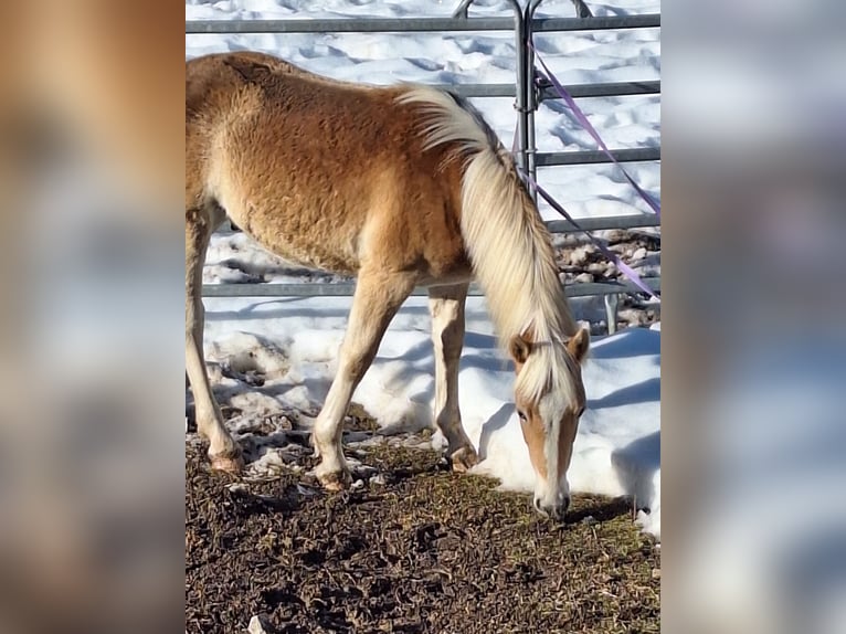 Haflinger Gelding 1 year 14.1 hh Chestnut-Red in Dellach