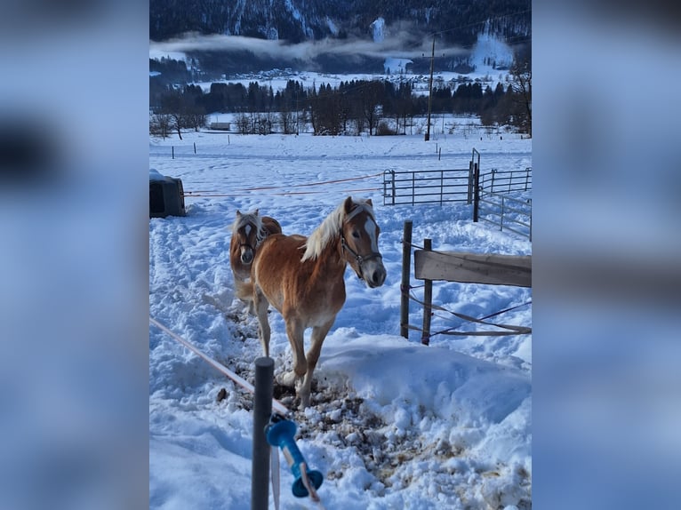 Haflinger Gelding 1 year 14.1 hh Chestnut-Red in Dellach