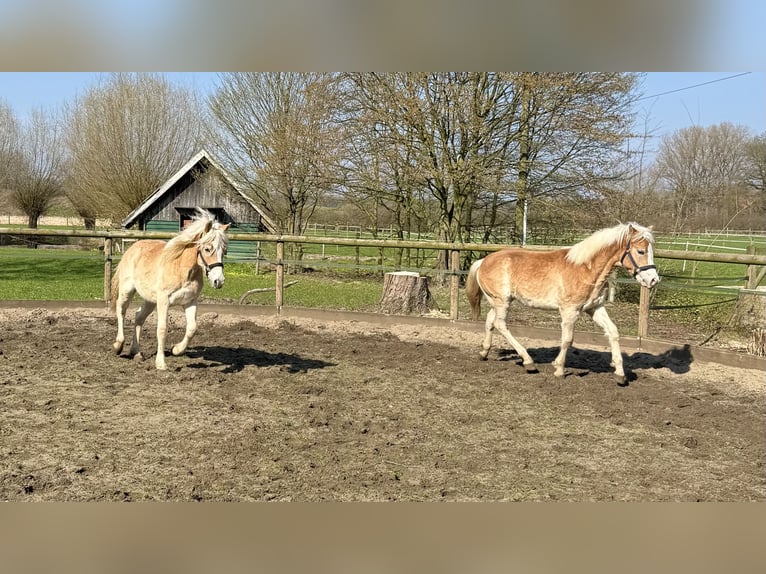 Haflinger Gelding 1 year 14.1 hh Chestnut-Red in Drensteinfurt - Rinkerode