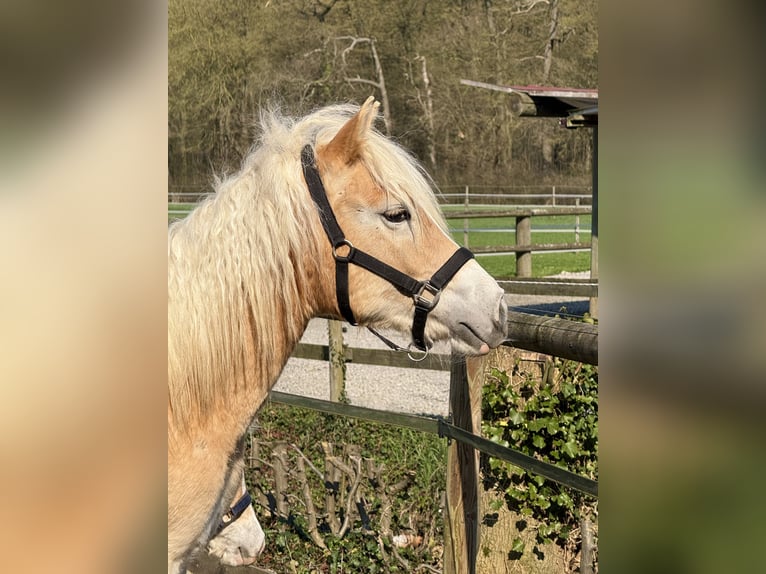 Haflinger Gelding 1 year 14.1 hh Chestnut-Red in Drensteinfurt - Rinkerode