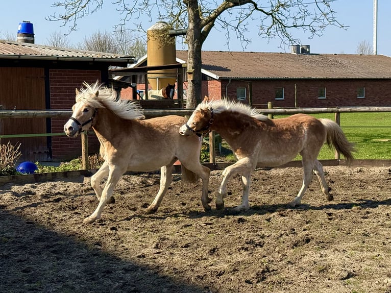Haflinger Gelding 1 year 14.1 hh Chestnut-Red in Drensteinfurt - Rinkerode