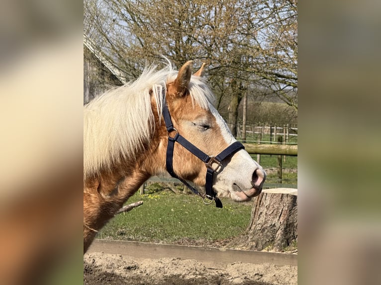 Haflinger Gelding 1 year 14.1 hh Chestnut-Red in Drensteinfurt