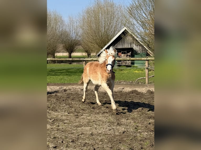 Haflinger Gelding 1 year 14.1 hh Chestnut-Red in Drensteinfurt