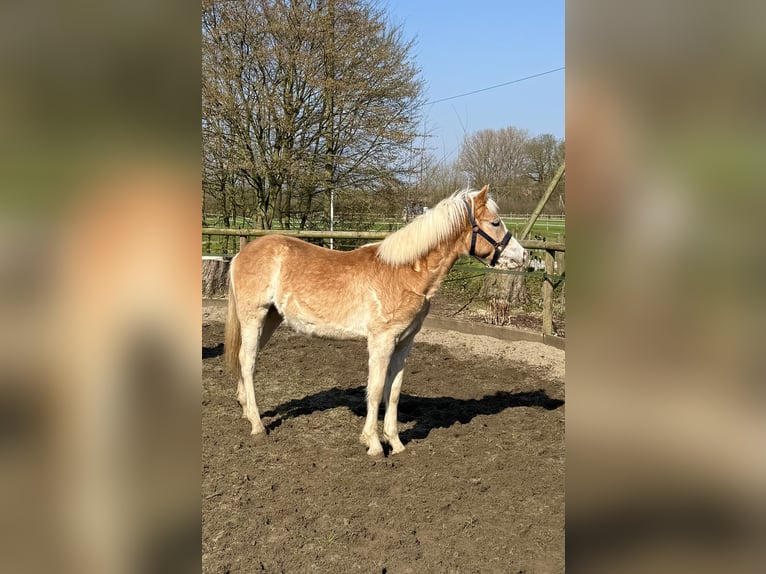 Haflinger Gelding 1 year 14.1 hh Chestnut-Red in Drensteinfurt