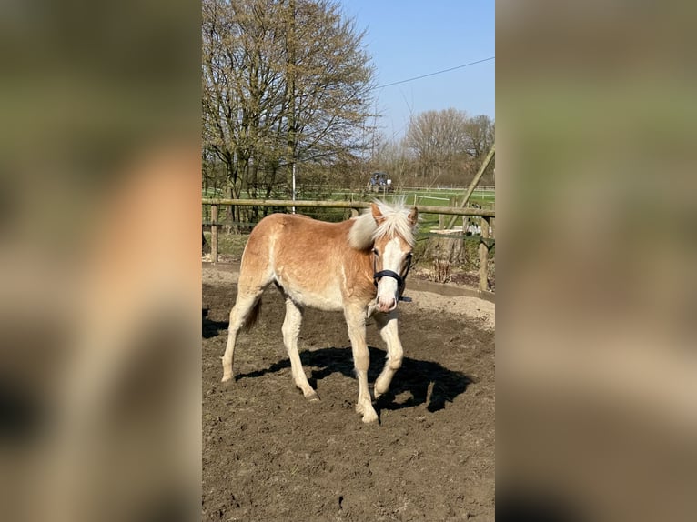 Haflinger Gelding 1 year 14.1 hh Chestnut-Red in Drensteinfurt