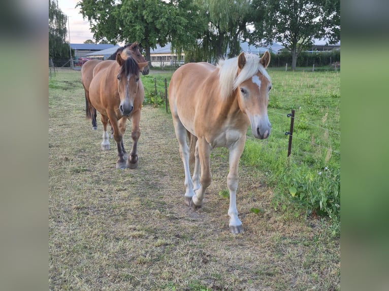 Haflinger Gelding 1 year 14,1 hh Chestnut-Red in GNEWIKOW