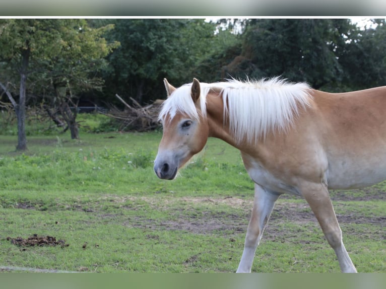 Haflinger Gelding 1 year 14,1 hh Chestnut-Red in GNEWIKOW