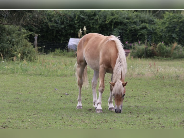 Haflinger Gelding 1 year 14,1 hh Chestnut-Red in GNEWIKOW