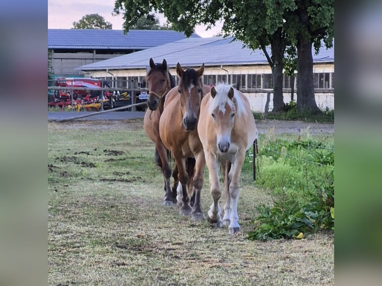 Haflinger Gelding 1 year 14,1 hh Chestnut-Red in GNEWIKOW