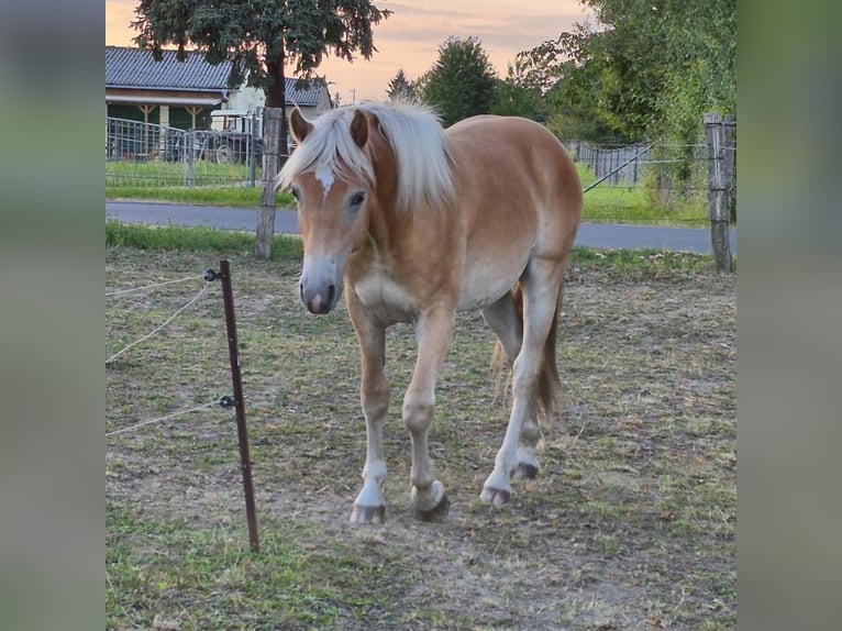 Haflinger Gelding 1 year 14,1 hh Chestnut-Red in GNEWIKOW