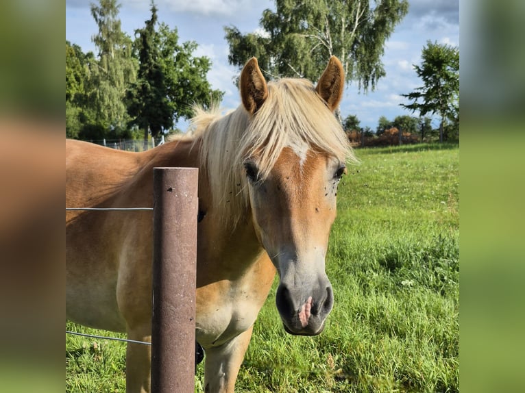 Haflinger Gelding 1 year 14,1 hh Chestnut-Red in GNEWIKOW