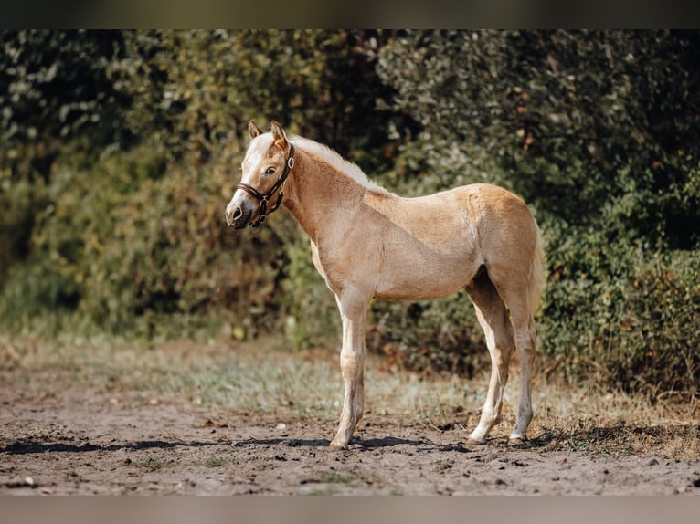 Haflinger Gelding 1 year 14,3 hh in Trebbin