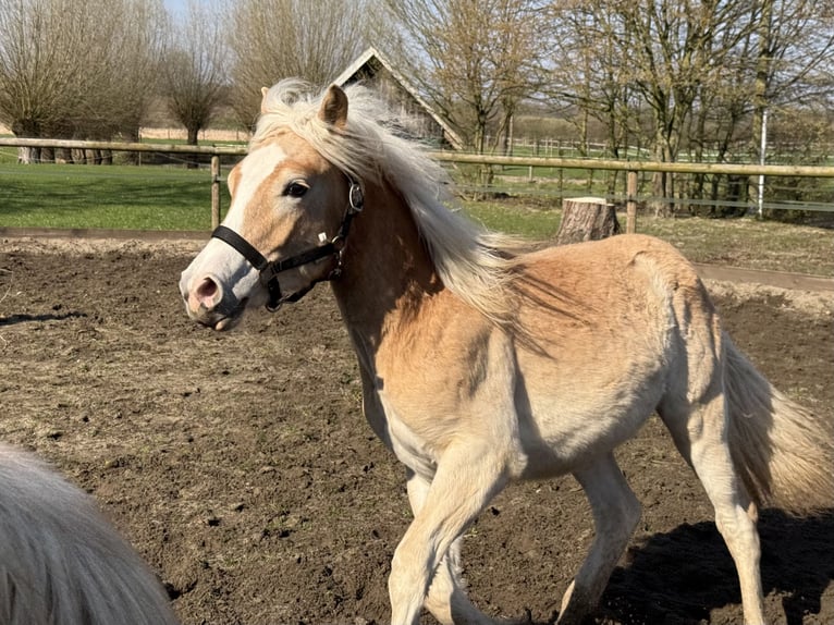 Haflinger Gelding 1 year 14,1 hh Chestnut-Red in Drensteinfurt - Rinkerode