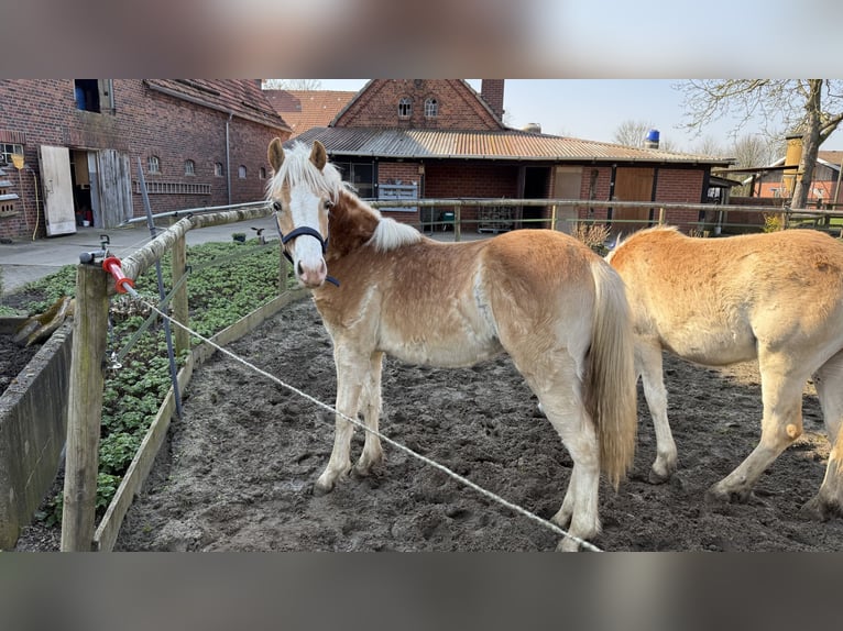 Haflinger Gelding 1 year 14,1 hh Chestnut-Red in Drensteinfurt